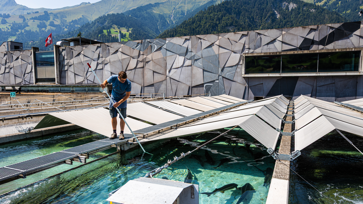 Operatore presso le vasche di allevamento Oona al Tropenhaus Frutigen, con le Alpi sullo sfondo.