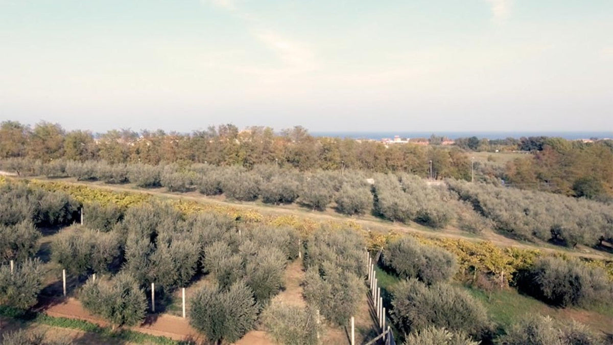 Gli oliveti della Tenuta Masciangelo, con l’Adriatico sullo sfondo.